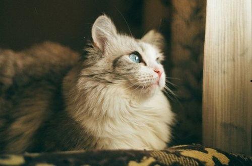 娱乐吃瓜酱猫传腹,揭秘“猫传腹”事件背后的真相与反思