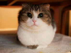吃瓜娱乐赵小瞒小猫,吃瓜娱乐界的甜蜜萌宠