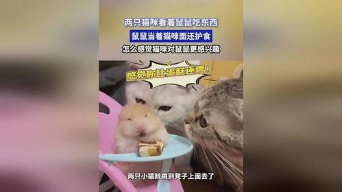 娱乐吃瓜酱鼠鼠,揭秘娱乐圈那些不为人知的幕后故事