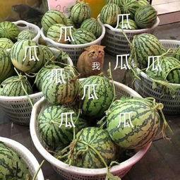 娱乐吃瓜地方,吃瓜群众必看的幕后故事