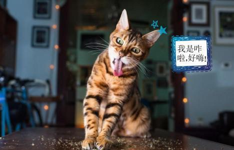 娱乐吃瓜酱猫,揭秘娱乐圈那些不为人知的幕后故事