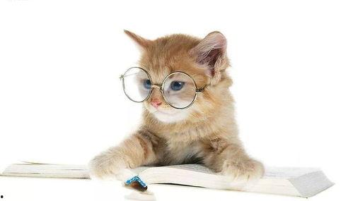 娱乐吃瓜君小猫咪,揭秘娱乐圈那些不为人知的幕后故事