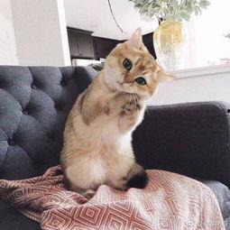 娱乐吃瓜酱猫咪头套,揭秘“吃瓜酱”猫咪的趣味生活